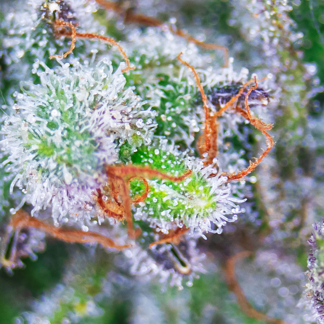 NuvuePharma's tweet photo. And it begins... #HarvestWeek. One of our favorite things to be doing🥳
#NuVue #NuVuePharma https://t.co/o1ewqoWlZS