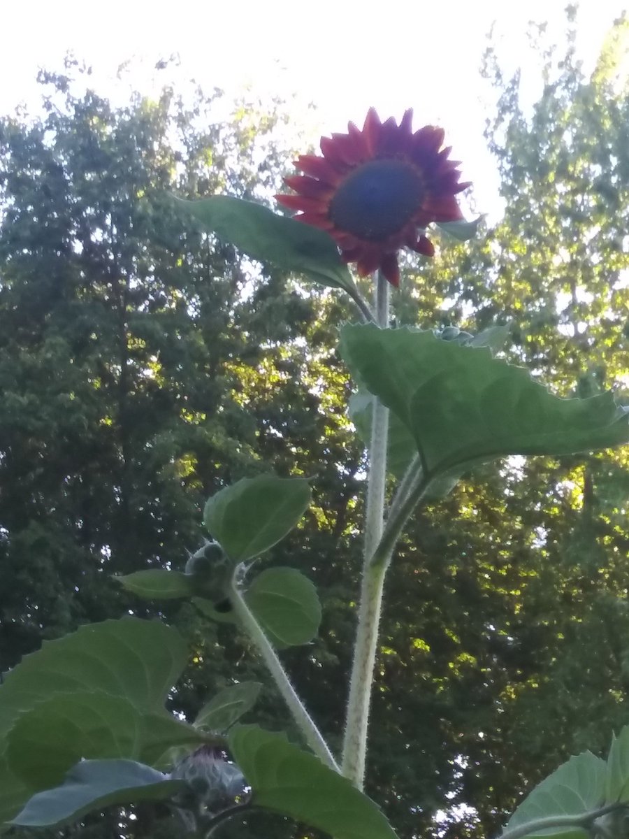 stylnsunny2's tweet photo. #sunflower #HeadingUp #IMHERE https://t.co/HCDgcckOnd