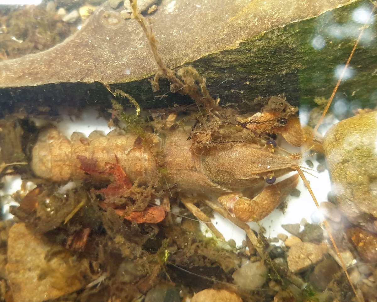 MontWildlife's tweet photo. Thank you to everyone who joined us in #DeriWoods this morning. We had a great time discovering the fantastic wildlife in the Banwy river, learning about the threats they face & what we can do to help.
#GreenConnectionsPowys #WaREN #EcosystemInvaders #LlanfairCaereinion https://t.co/bhm3ie6nM8