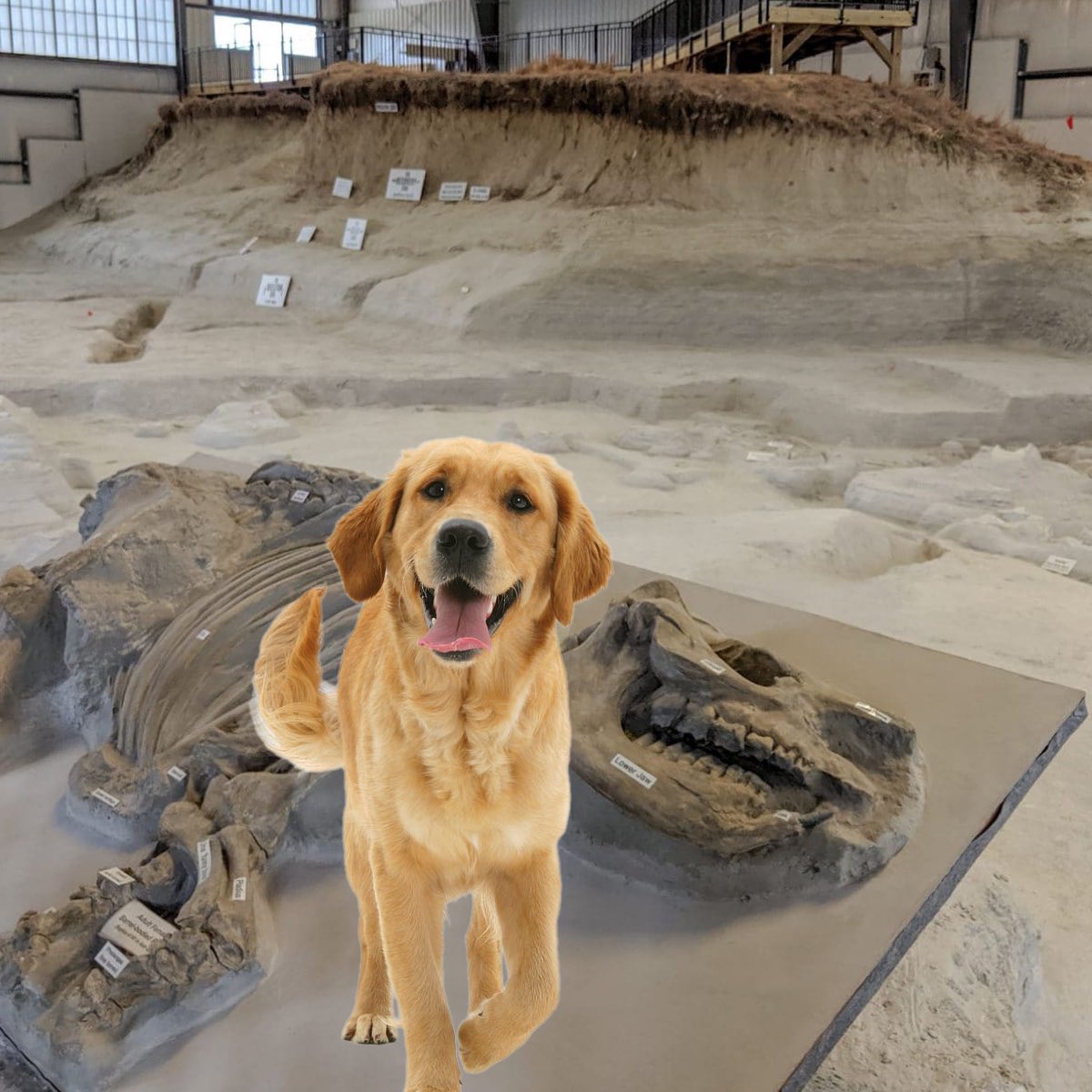 dogsvacay's tweet photo. A trip to Nebraska’s Ashfall Fossil Beds! https://t.co/g2TSo7YN4Z