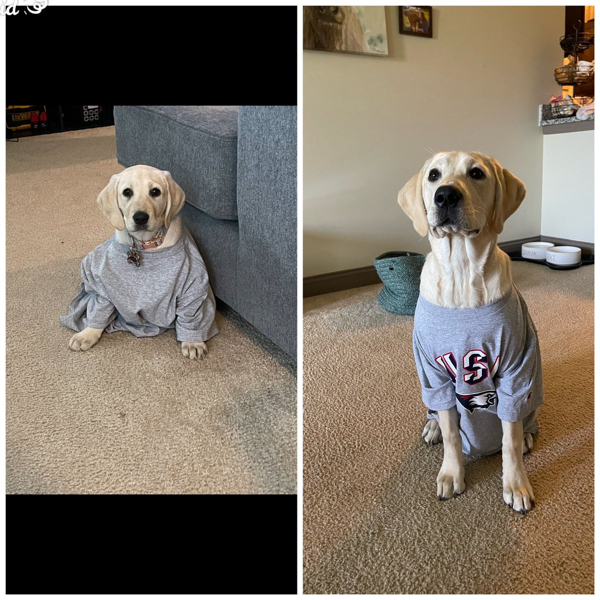 Maxinn_Outt's tweet photo. @USIedu  3 months vs 6 months! Churro is getting big and growing into my Alma Mater shirt ❤️❤️ https://t.co/2WgDEuwmwi