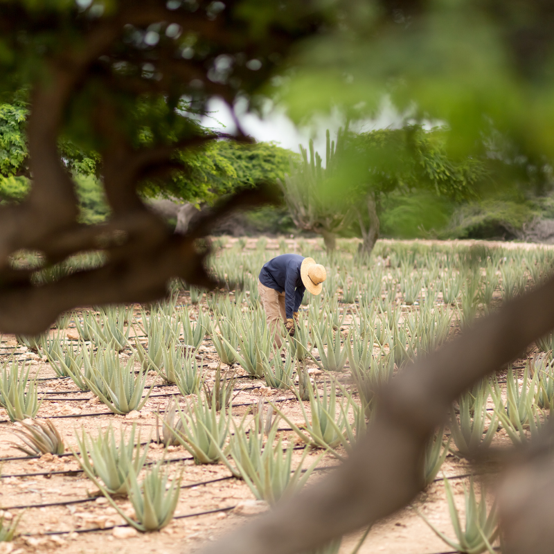 arubaaloe's tweet photo. Want to learn how Aloe Gel is harvested? Pay a visit to our Museum, Factory, and Store in Hato Oranjestad for your free tour, which highlights the history of Aloe cultivation in Aruba.
#aruba🇦🇼 #freetour #bestexperienceever https://t.co/oKmf26pJyP