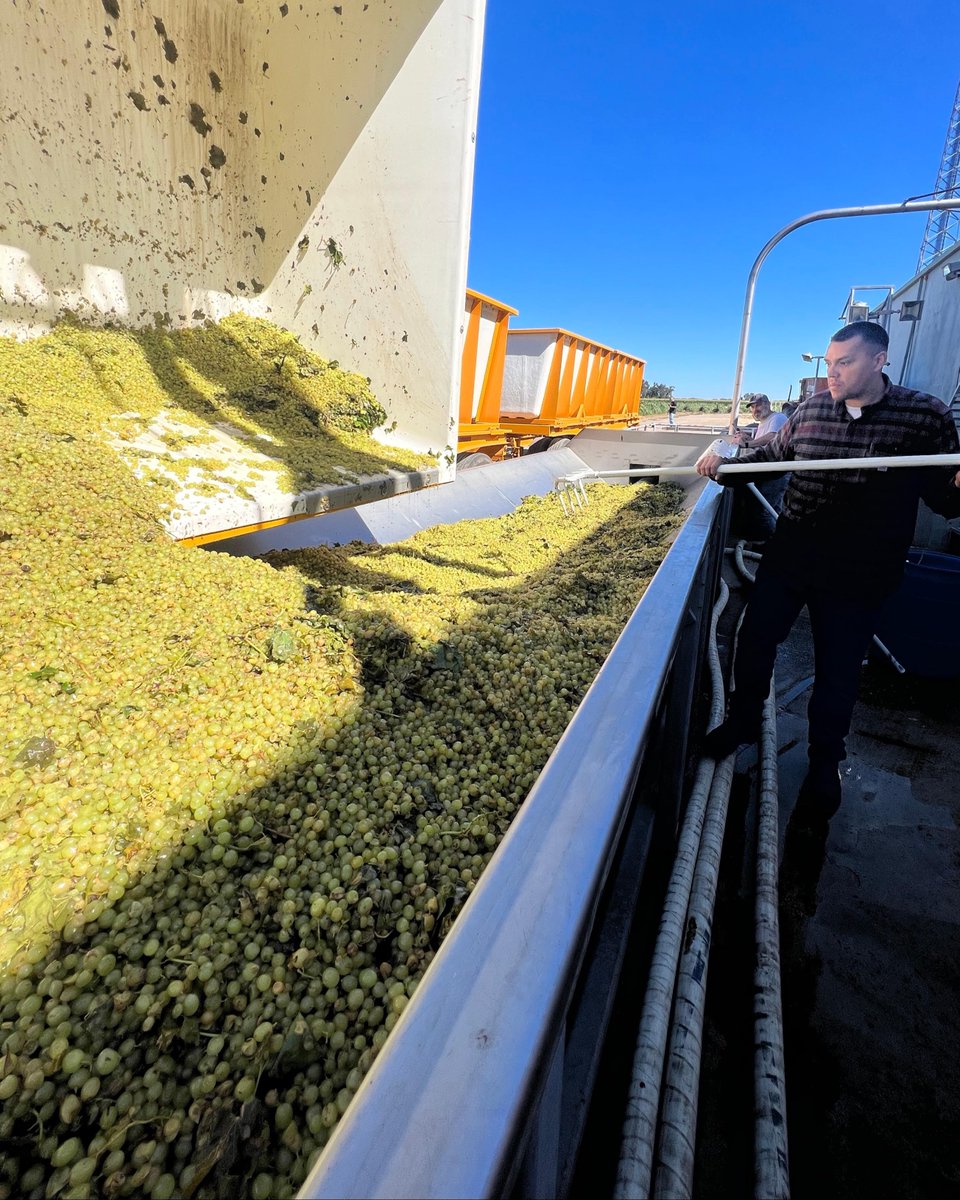 ScottoCellars's tweet image. AUGUST IS A GRAPE TIME OF YEAR! #winemakerslife #harvesttime 😂🍇