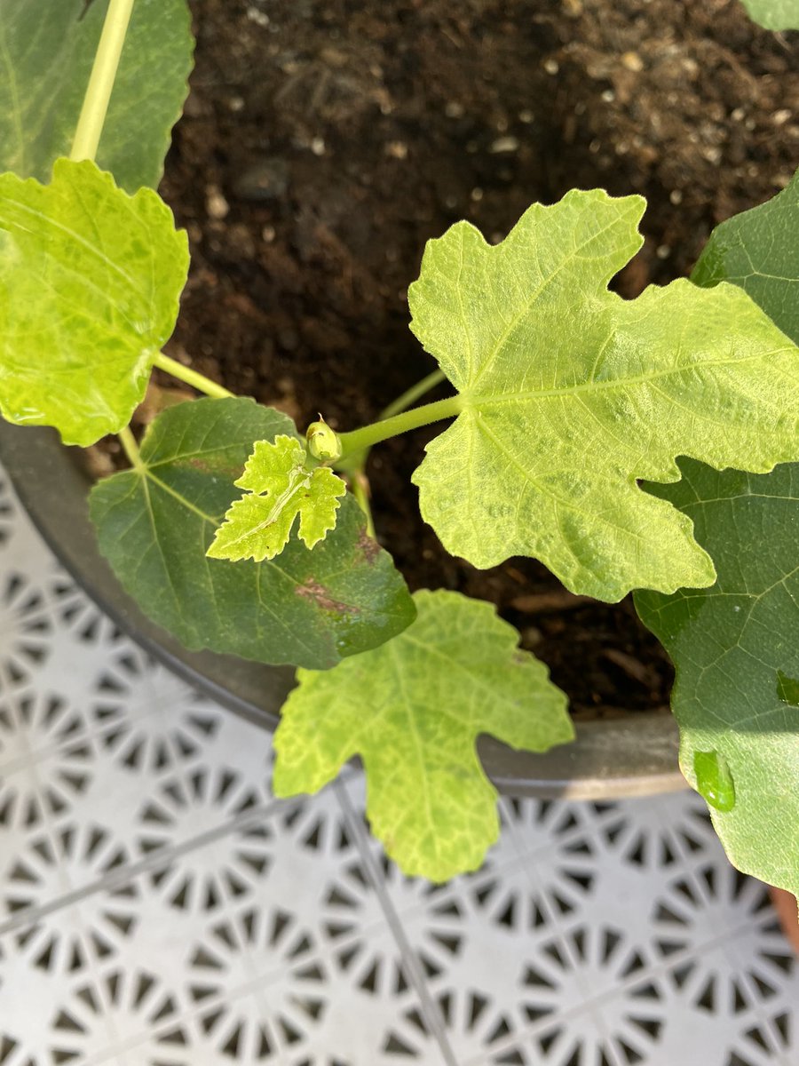 vendicti's tweet photo. Och stora plantan accepterade ingreppet, på båda ställena . 🙏🏾 #fikon #stickling #balkongodling https://t.co/wyYdOgf2Hy