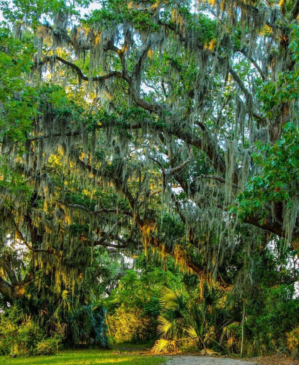 ChuckTownDaily's tweet photo. I can't help falling in love with you. Thank you https://t.co/xKTbfcflBs for this moment on Daniel Island that takes you away #danielisland #danielislandsc #charlestonphotography #charlestondaily #landscapephotography https://t.co/jL0yj0USDl