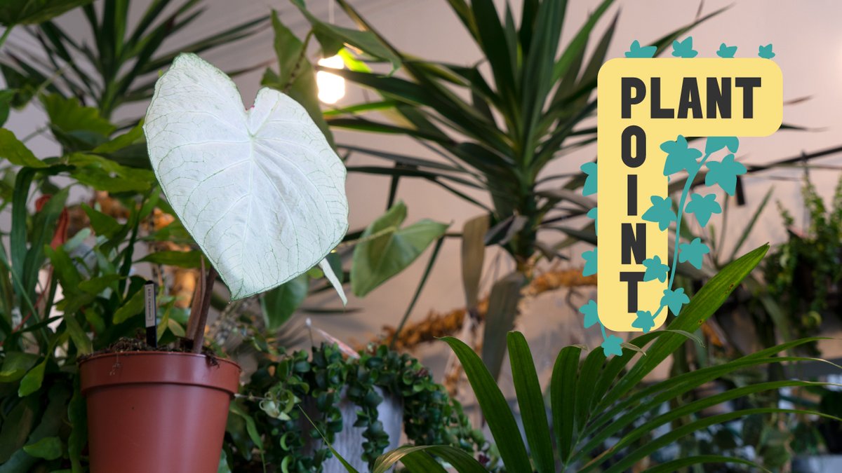 Need some inspiration for #NationalAllotmentsWeek? Visit the proficient plant people at The Plant Point for some top advice and loads of plant love (literally, look at that leaf 💚) #LeedsCornExchange