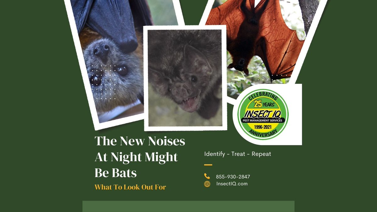 IQBeeRemoval's tweet photo. The New Noises At Night Might Be Bats | What To Look Out For
https://t.co/7Ul1h8QvyD...
What To Do If You Suspect Bats In Your House
 #insectiq #bats #batbugs #bathouse #batnests https://t.co/joEhLxtzZU