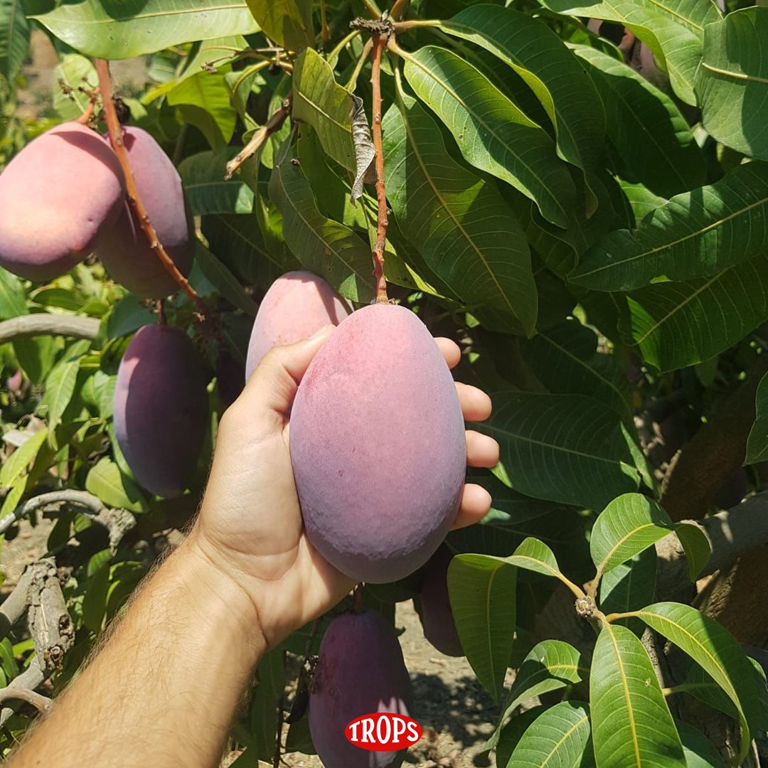 fTROPS's tweet photo. Se acerca el momento para que puedas disfrutar del exquisito sabor y aroma de #ElMangoMásMango. Ya van cogiendo tamaño, color y... ¡sabor! 🥭 Y de eso saben mucho nuestros agricultores que con mimo lo han cuidado este tiempo👨🏼🌾
¿Quién tiene ganas de disfrutar del #mangoTrops? 🤤 https://t.co/uP44W0T1dM