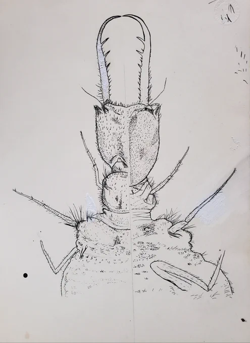 just got handed a huge pile of original antlion drawings and other printmaking material used for publications in the 60s and 70s like "hey we were going to throw this out but heard you might want to look" oh no 