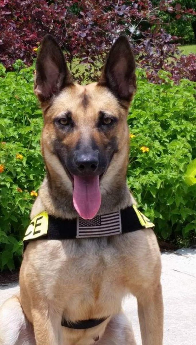 school_peach's tweet photo. Thank you to our local law enforcement agencies for partnering with us today as we conducted a safety exercise on our campus led by the following officers and their K-9 partners:

Sgt. Rodriguez, K-9 Dino  
Officer Griffis,  K-9 Molly  
Sgt. Cumpton, K-9 Asta https://t.co/Nq0smhIlyX