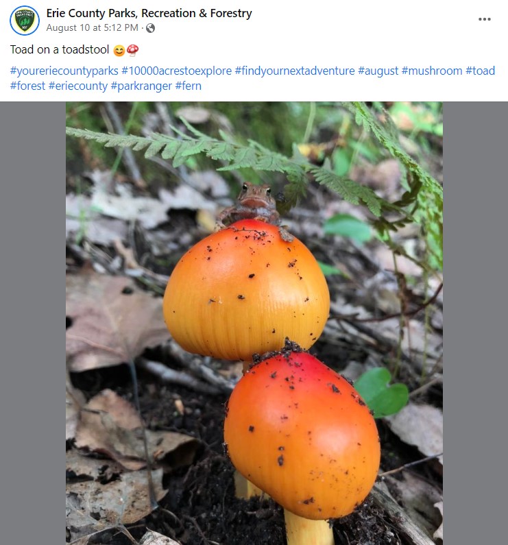 markpoloncarz's tweet photo. You never know what you will find in your @ErieCountyParks' locations! 🐸🍄

Learn more about the wildlife in your Parks at https://t.co/FPZZscNpRF
so you can #FindYourNextAdventure in #YourErieCountyParks! https://t.co/F8HKL9cmS7