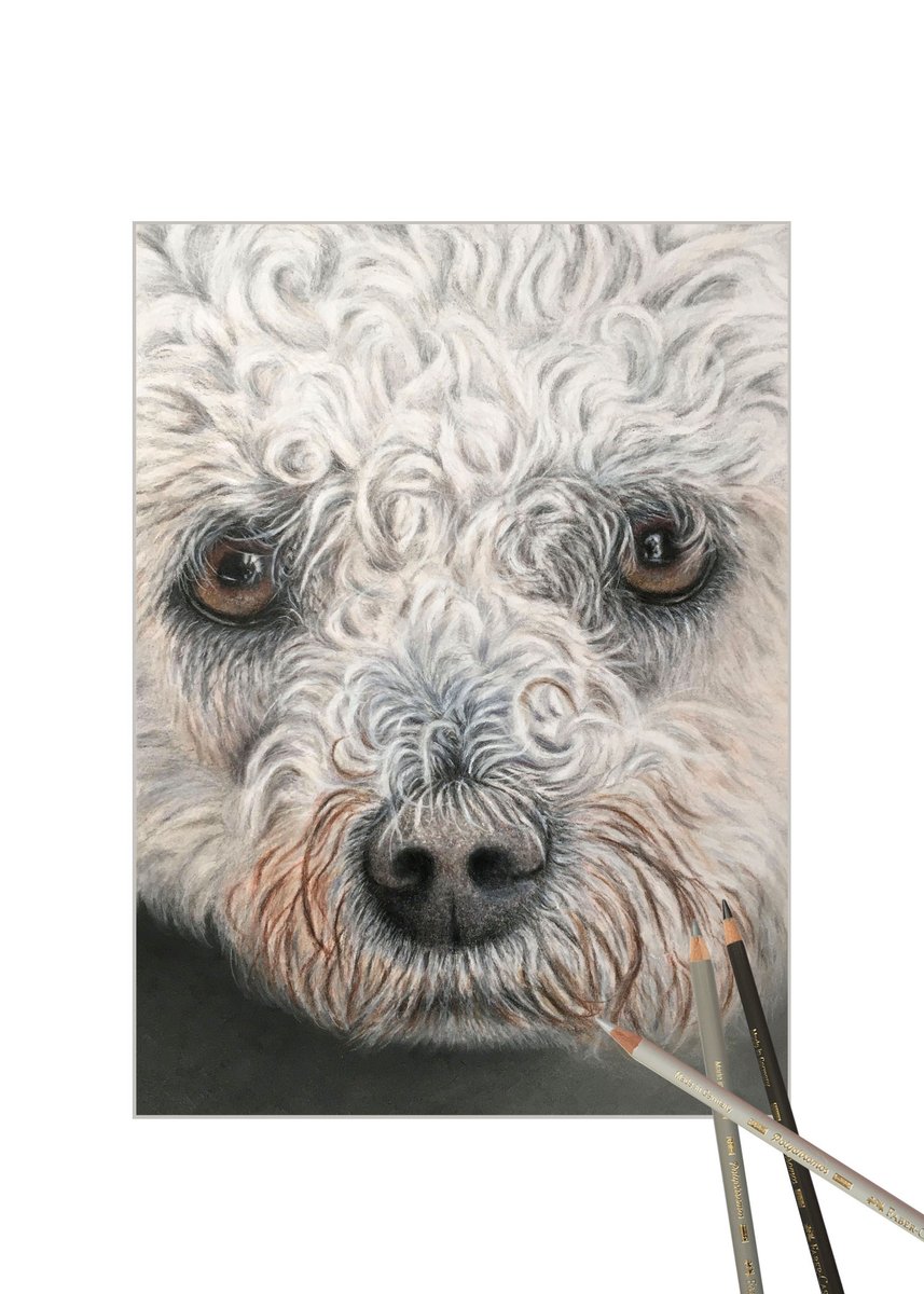 Bichon frise. Fun &amp; games with white fur, thought I would dive in the deep end with white fur with curls. White Pastelmat using Faber Castell Polychromos, Caran d’ache. 
This was a tutorial with Bonny Snowdon but I tried to draw by listening and not looking too much.