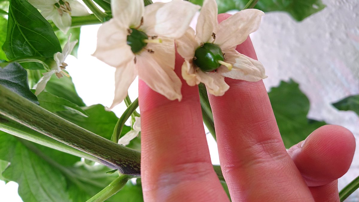 htcsonne's tweet image. The life cycle of a 🌶  #Hydroponics #kratkymethod