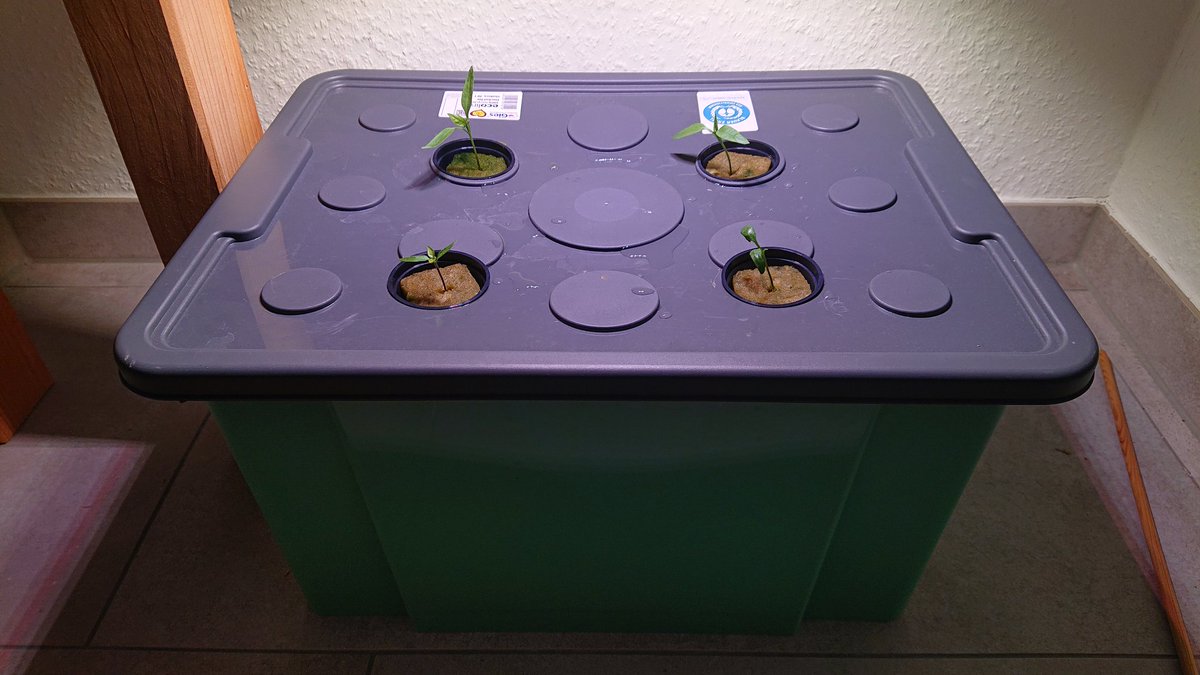 htcsonne's tweet image. The life cycle of a 🌶  #Hydroponics #kratkymethod