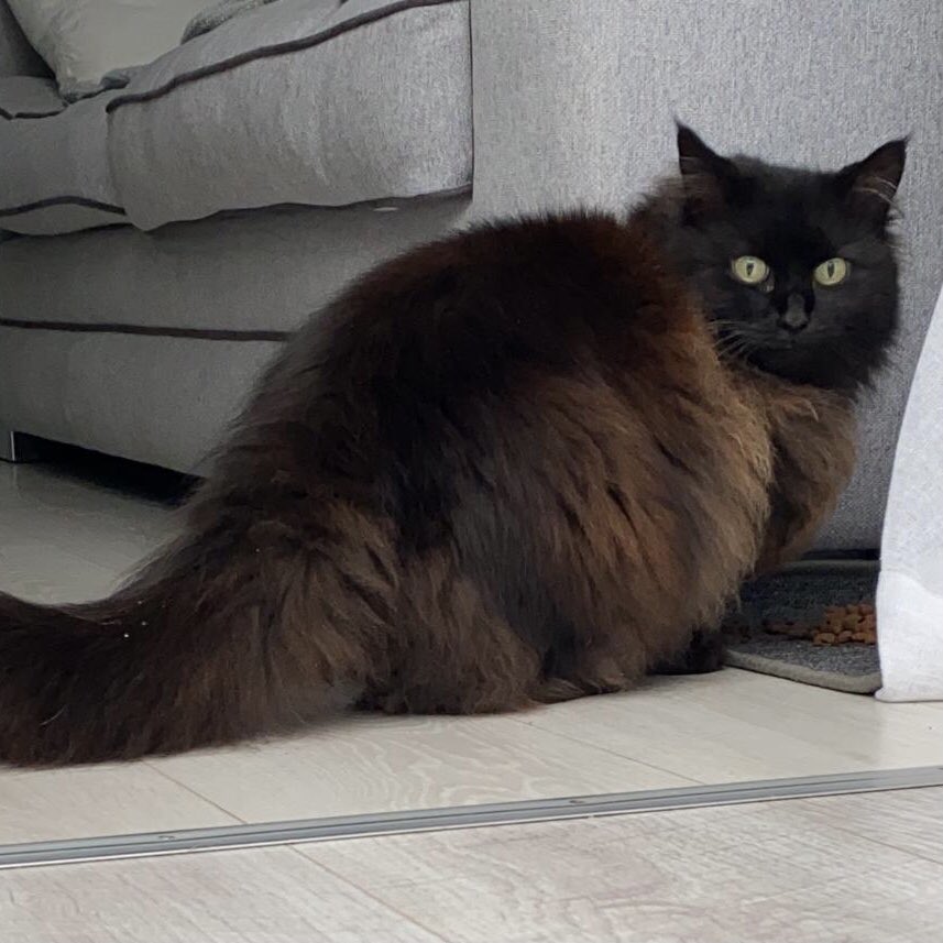 Larawadey's tweet photo. ๐๐โโฌ #FindPrincess Update ๐โโฌ๐
Thames Valley Police are now satisfied with the evidence we have submitted to be able to follow lines of enquiry. The net has well and truly closed for this coward, but Princess is sadly still missing.
Please keep sharing, and searching! https://t.co/yhdJd2wYNH