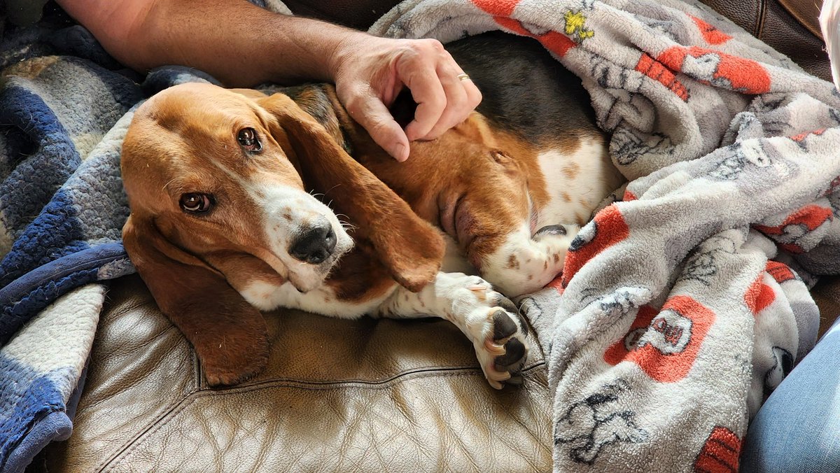 Pyromania345's tweet image. People shit on basset hounds too much, so I wanted to show my beautiful bby, Holly. 
#bassethound #dog #logdog #hound #hounddog