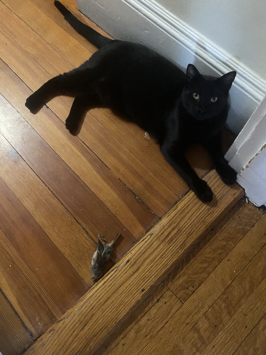 ScoginsBitch's tweet photo. OMG!! Grendel, my 100% indoor cat just brought me a dead bird. He either managed to get one on the fenced in catio that I have never seen a bird on or a black hole opened and the universe provided. My money is on the later. https://t.co/mXEY9ShRsw
