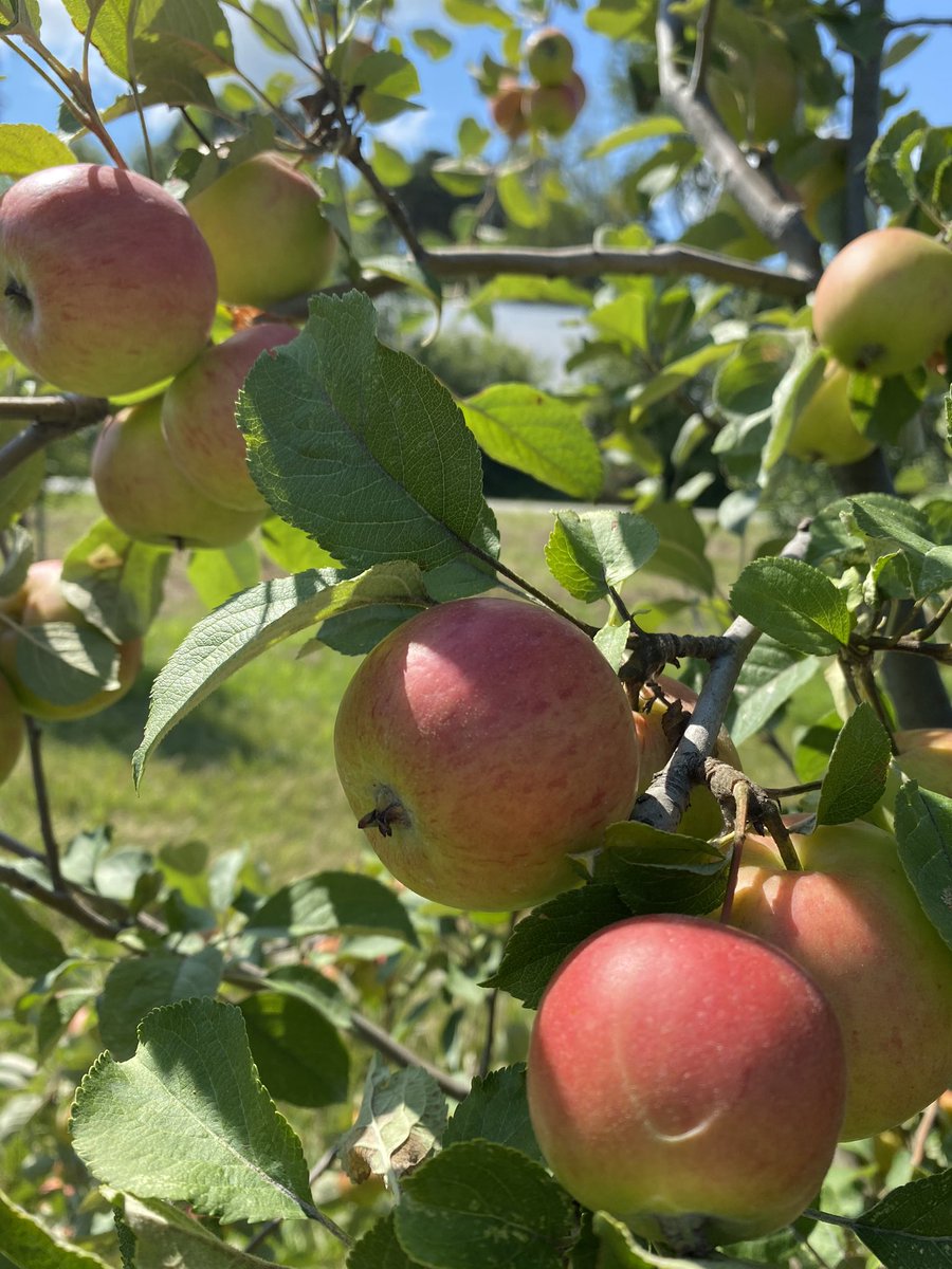 CiderFire's tweet photo. #Apple of the day! #WinterQueen so sweet with some crunch! #rareapples #Cider #sweetcider #dessert https://t.co/vgZPfFuOyG