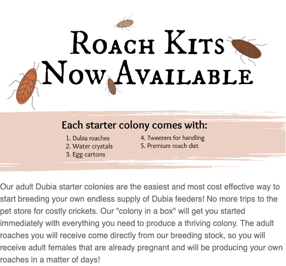 Backwater Reptiles tweet media