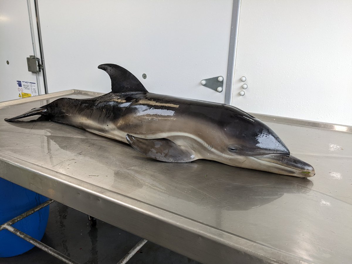 strandings's tweet photo. It's been a busy 6 days, with examinations of #Sowerbys #AtlanticWhiteSidedDolphin and #CommonDolphin. This little one was part of the #MSE on Skye yday. 12 animals stranded, 3 did not make it, but the rest of the pod were successfully refloated by @BDMLR and our #Volunteers💪 https://t.co/jiLOJBxV2n