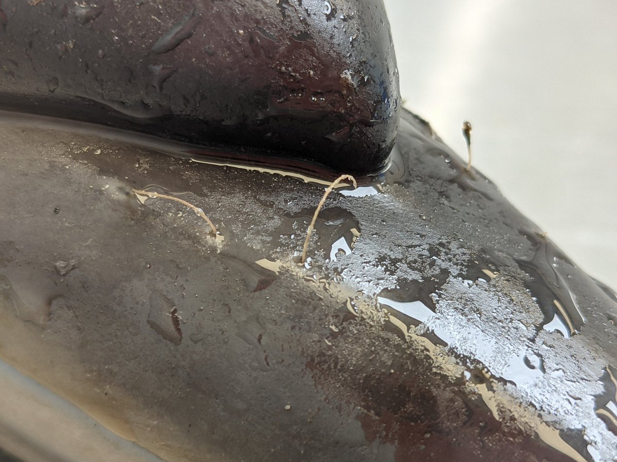 strandings's tweet photo. It's been a busy 6 days, with examinations of #Sowerbys #AtlanticWhiteSidedDolphin and #CommonDolphin. This little one was part of the #MSE on Skye yday. 12 animals stranded, 3 did not make it, but the rest of the pod were successfully refloated by @BDMLR and our #Volunteers💪 https://t.co/jiLOJBxV2n