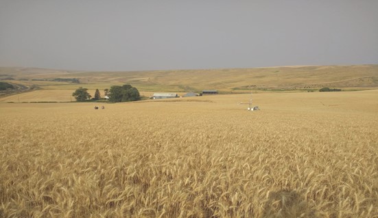 WSUSmallGrains's tweet image. There&apos;s a new Profitability Decision Tool put together by some of our friends with #PNWLit which aims to help you explore crop rotations in dryland systems. Karie Boone + Clark Seavert at @OregonStateExt wrote a #TimelyTopic with details linked below! 👇🌾
smallgrains.wsu.edu/profitability-…