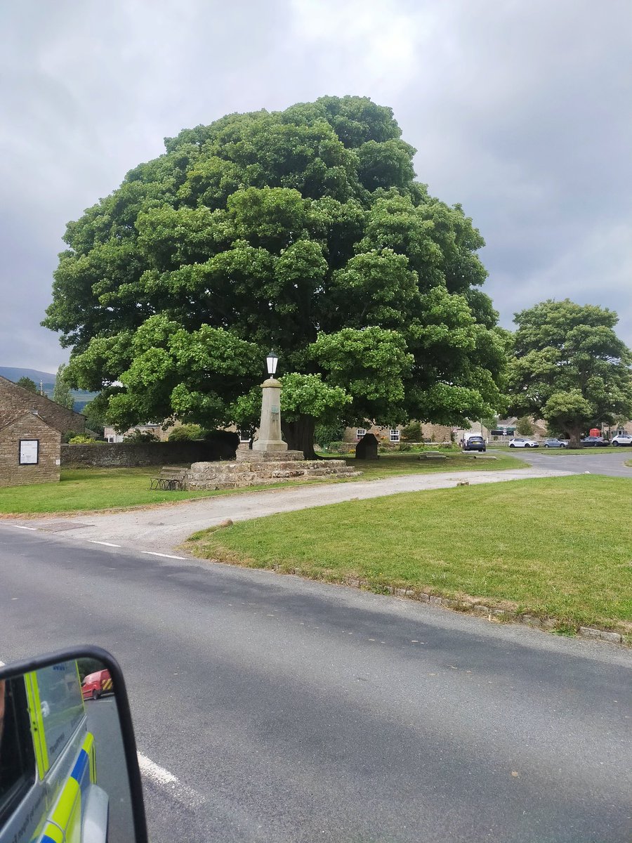 GaryGso4's tweet photo. @ResponsePS #TreeClub @VNYorkshire @yorkshire_from a truly stonking huge beast in the village of #Redmire 🤠⭐💚🌳🌲 https://t.co/7tor22unGq