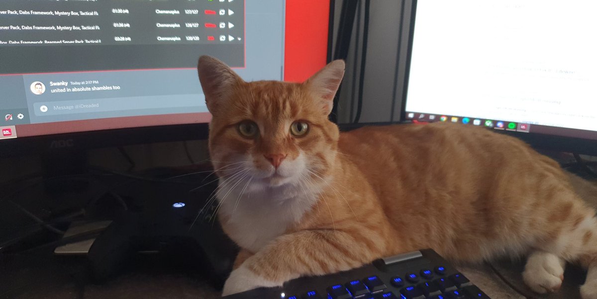 Been with me for almost a month, seems to enjoy his stay in casa del swanks🐈