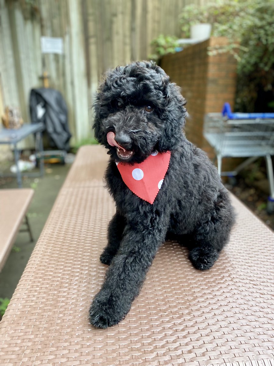 tartan_beastie's tweet photo. Hamish back from his first puppy groom at 16 weeks! 

Not sure about the neckerchief, but he’s very fluffy! 

#goldendoodle #puppy #Doodles https://t.co/kZCly8eou9