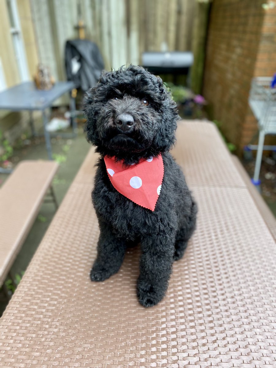 tartan_beastie's tweet photo. Hamish back from his first puppy groom at 16 weeks! 

Not sure about the neckerchief, but he’s very fluffy! 

#goldendoodle #puppy #Doodles https://t.co/kZCly8eou9