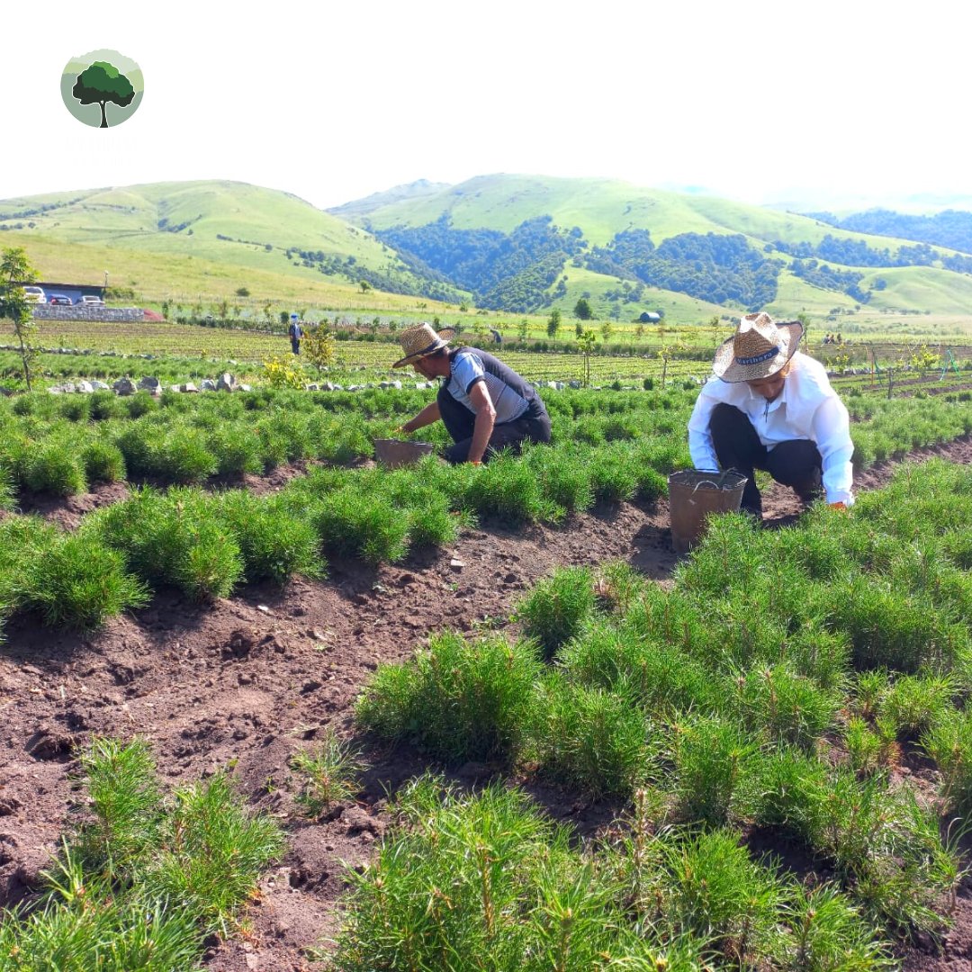 MyForestArmenia's tweet photo. ๐จโ๐พ At our Benjamin Gumuchdjian Nursery, Gugark, the workers are doing maintenance work for the seedlings to grow strong and healthy.
#MyForestArmenia #MyForestStaff #GugarkNursery #PlantTreesForLife #maintenance https://t.co/cUM2NZwFs5