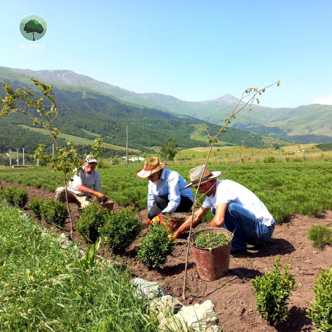 MyForestArmenia's tweet photo. ๐จโ๐พ At our Benjamin Gumuchdjian Nursery, Gugark, the workers are doing maintenance work for the seedlings to grow strong and healthy.
#MyForestArmenia #MyForestStaff #GugarkNursery #PlantTreesForLife #maintenance https://t.co/cUM2NZwFs5