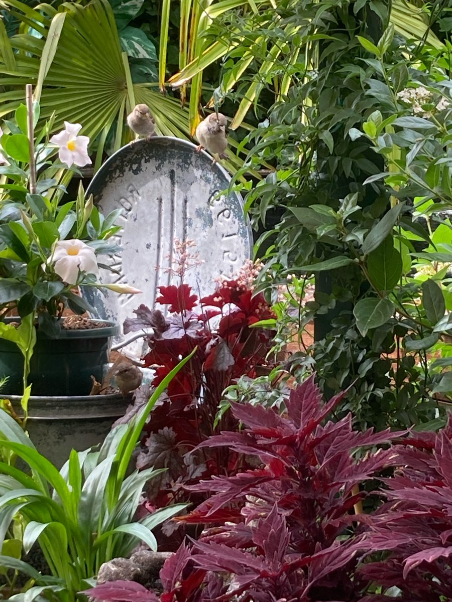 Grannymarja's tweet photo. Zoek de #mus #inonzetuin #familiemus komen iedere morgen,middag en avond kruimeltjes op eten van onze #kanaries en water drinken uit de vogel waterbakken #huismus Zijn er ongeveer 10,krijg ze alleen niet tegelijk op foto #vogels https://t.co/cX3NMdJ7UG