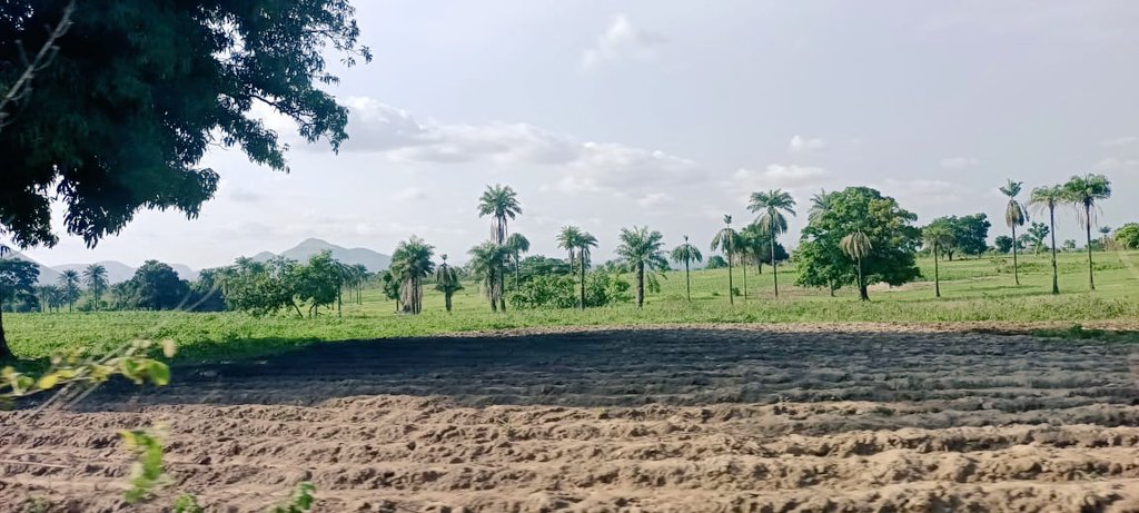 LimitedSolt's tweet photo. We are committed to growing castor beans farmers in Nigeria. A Castor Beans Farmers Village model project is currently populating in Nasarawa State, Nigeria . Join us to realize the first of it's kind oil seeds farming and processing business village in Nija. https://t.co/vsUPfWqd3T