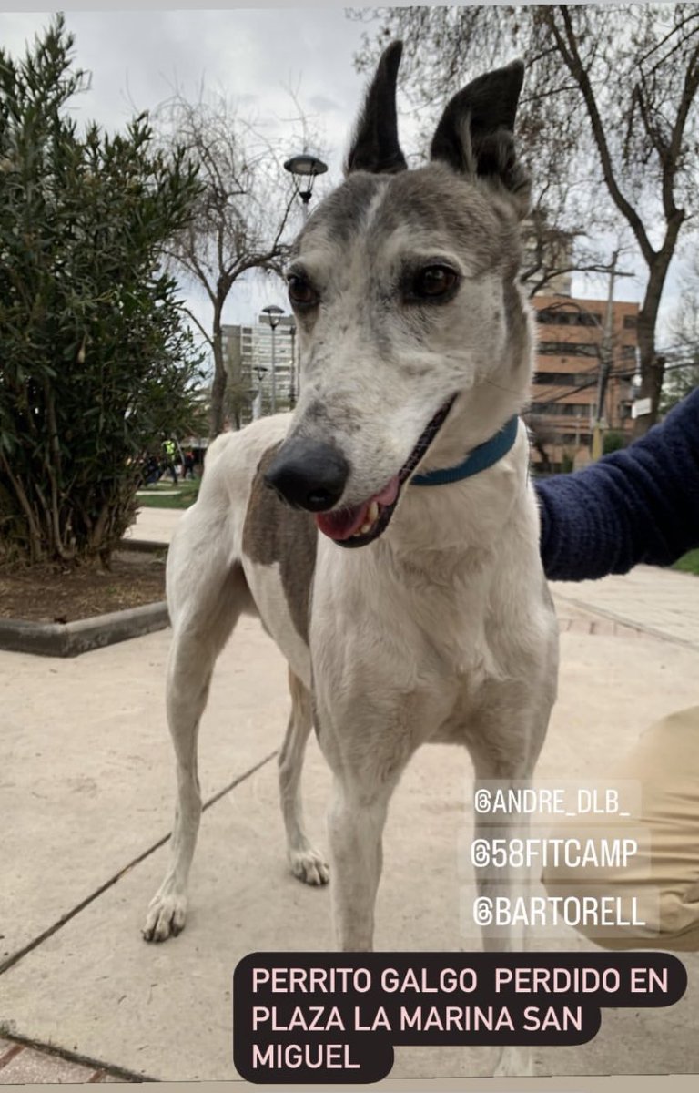 Galgo perdido en Plaza La Marina San Miguel (Martes 16 a las 08.30 hrs.)