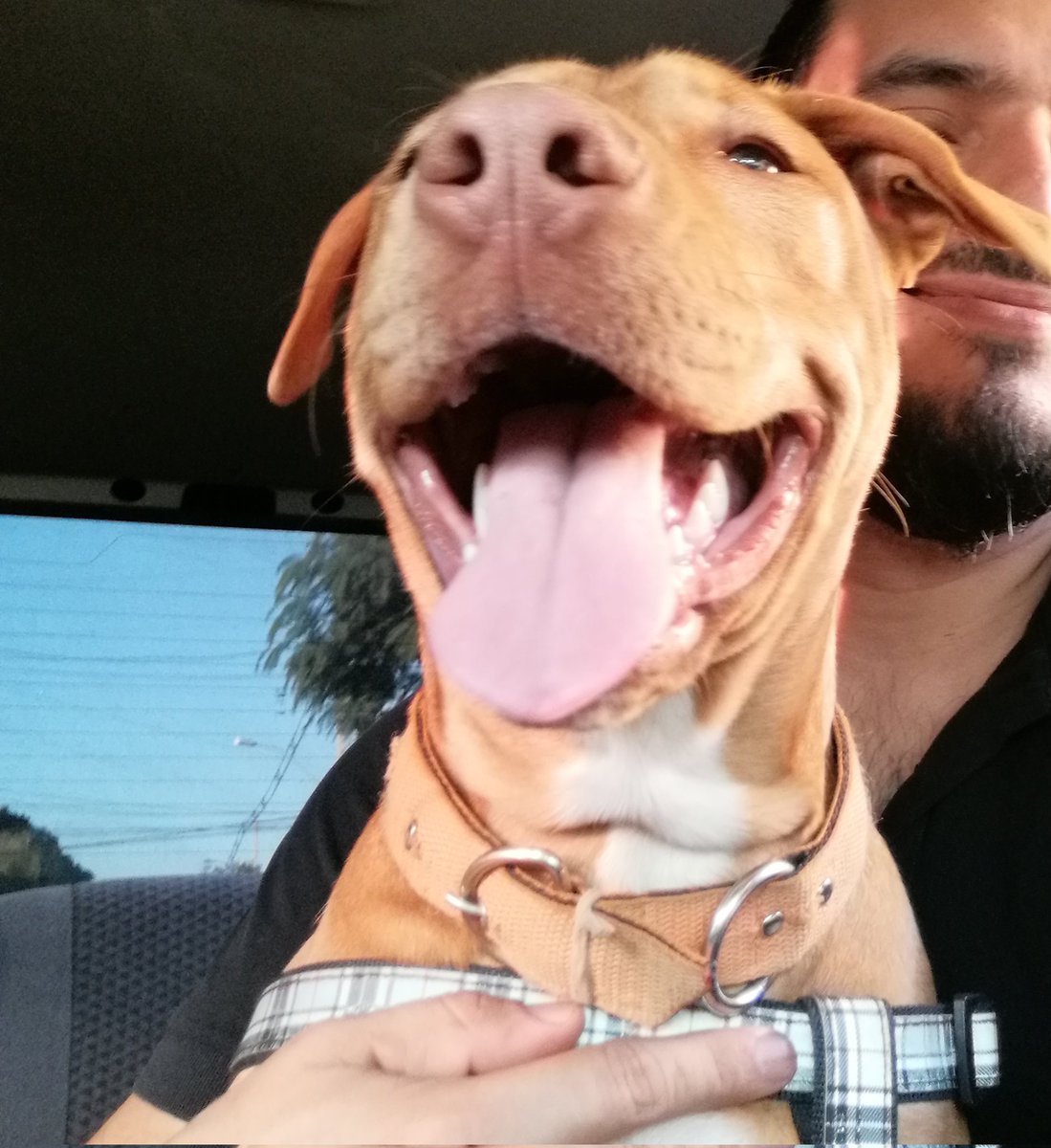 Gracias a todos los que se van sumando a 'Misiones Pitbull Club', cada vez más cerca de hacer realidad el encuentro y charla con los propietarios de perros de esta raza. Y seguimos buscando a más gente! Sumate al grupo! Me dejan su contacto al dm. Se agradece el RT.