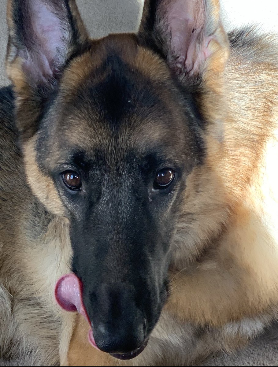Tongue out Tuesdays #TOT #GSD #DogsofTwittter #tongueouttuesday  👅 💙