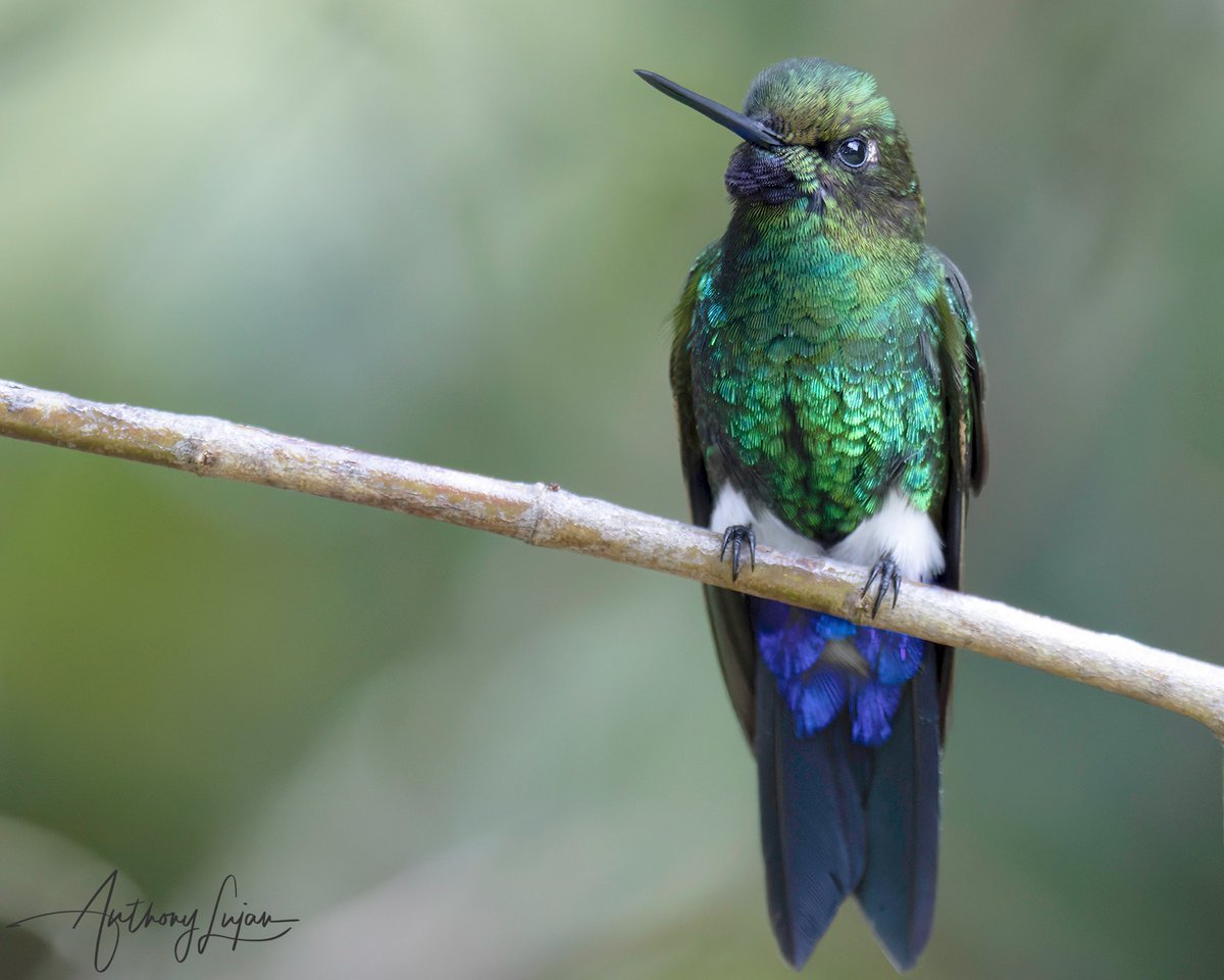 anthonylujan's tweet photo. The Glowing Puffleg shimmers in the light with its pompom feet. 
Colombia
Sony A1 - Sony 600mm

#GlowingPuffleg #puffleg #hummingbird #nuts_about_birds #earthcapture #nature #natgeoyourshot #naturephotography #sonya1 #sony600mm #sony600mmf4 #birdsonearth #birding #birdwatchin... https://t.co/uMbFPZ6KBu