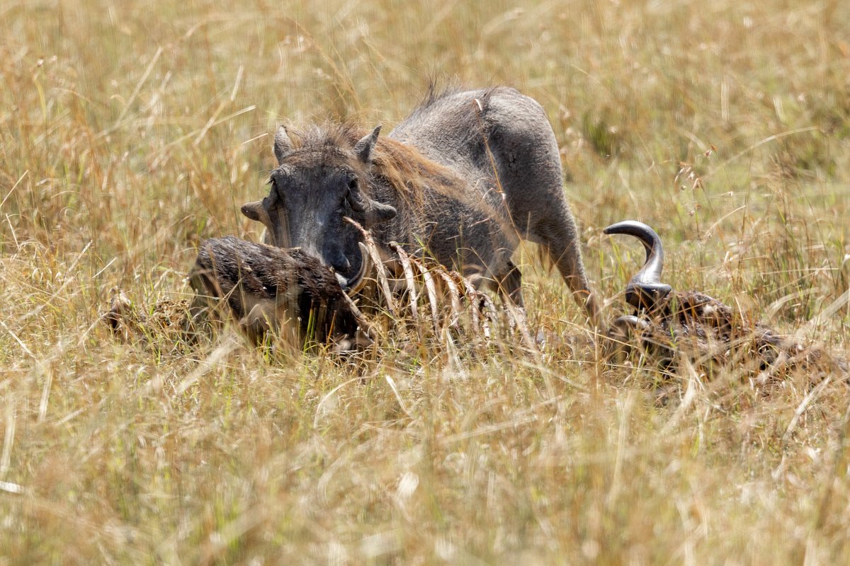 AngamaSafari's tweet photo. Just when we thought warthogs were sweet and funny, we caught one scavenging the undigested food out of the stomach of a dead wildebeest. Charming, no?

 📷: @idfied_ https://t.co/9xl9L4Jztx