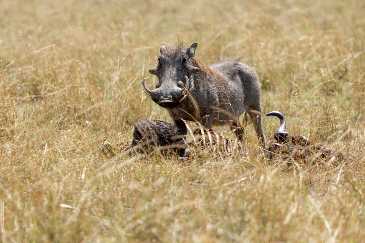 AngamaSafari's tweet photo. Just when we thought warthogs were sweet and funny, we caught one scavenging the undigested food out of the stomach of a dead wildebeest. Charming, no?

 📷: @idfied_ https://t.co/9xl9L4Jztx