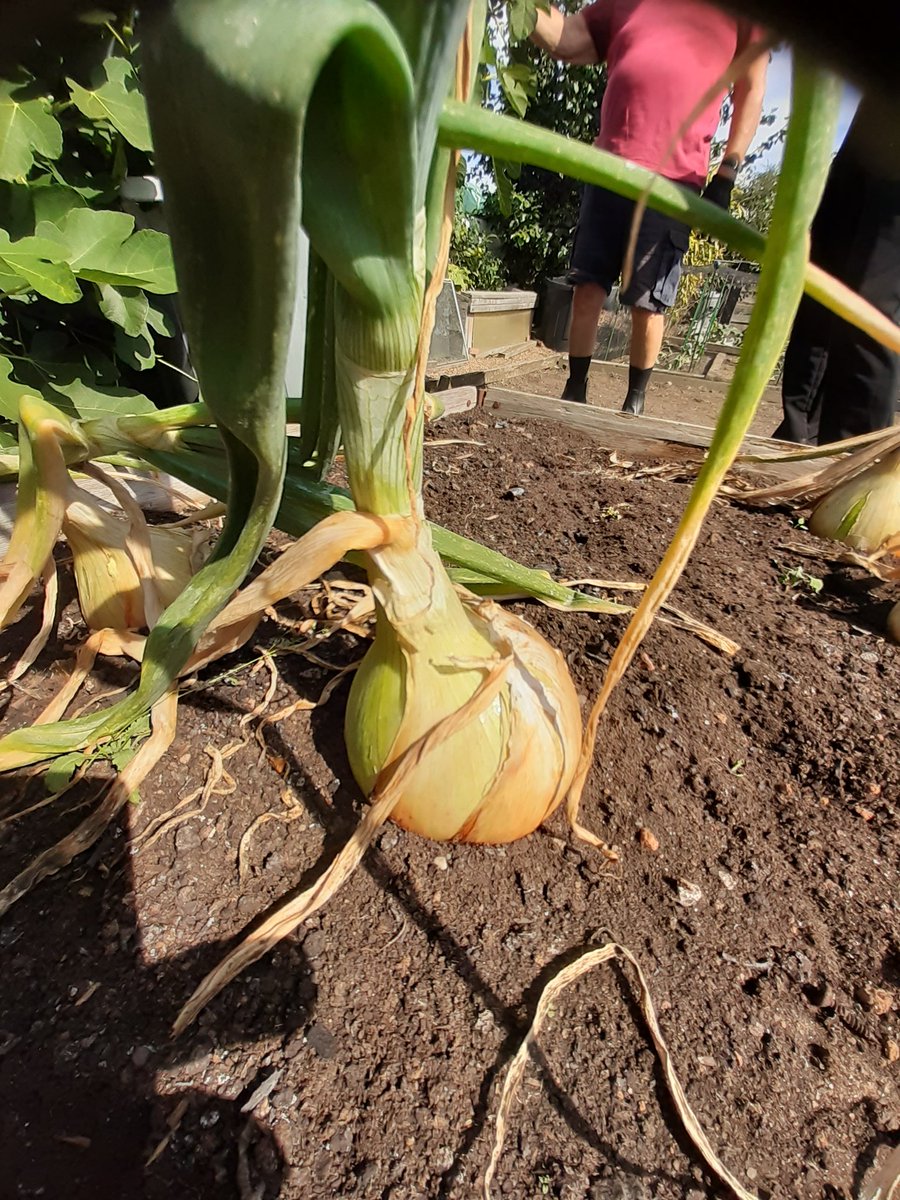 Community Allotments tweet media
