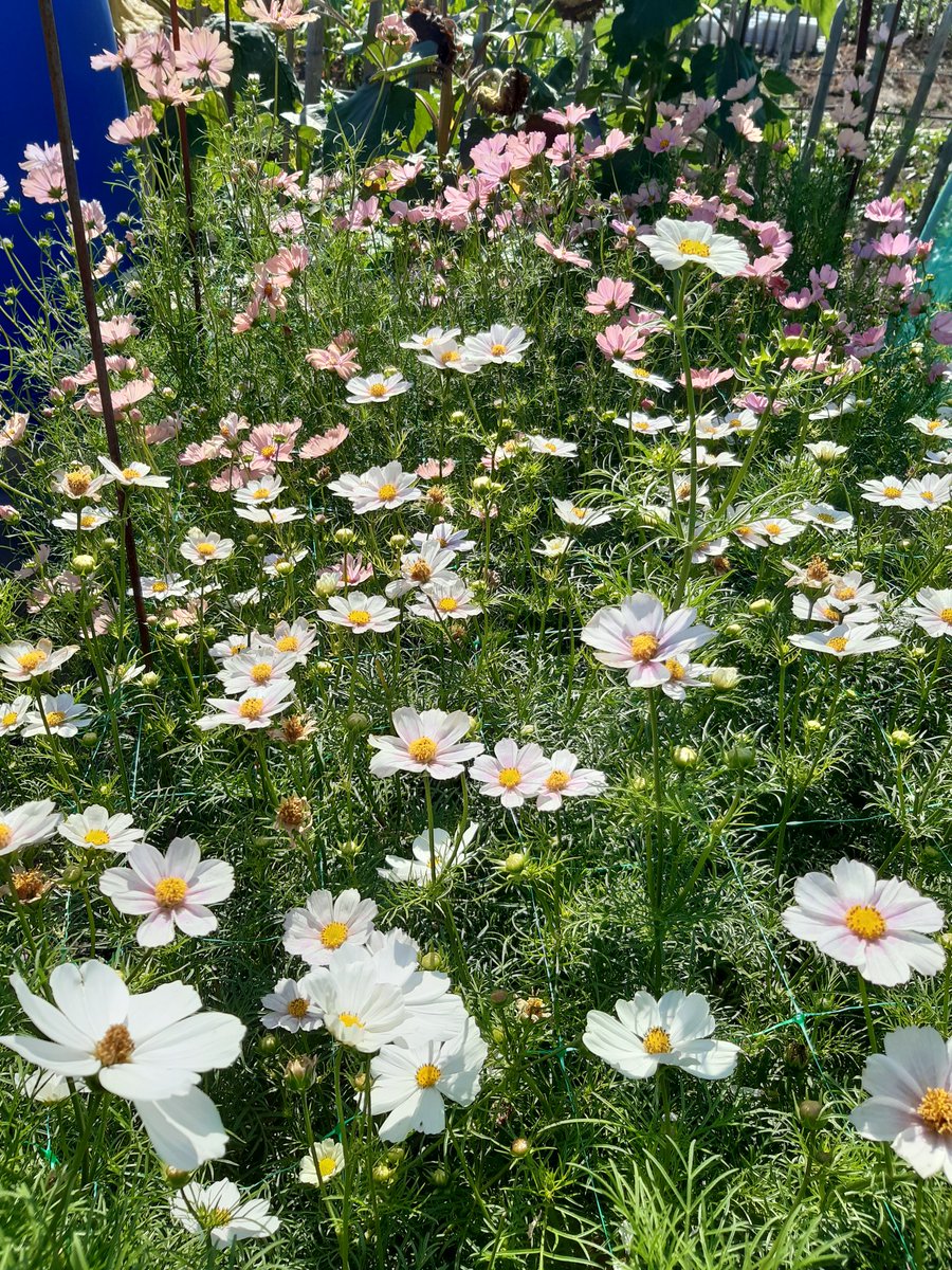 Community Allotments tweet media