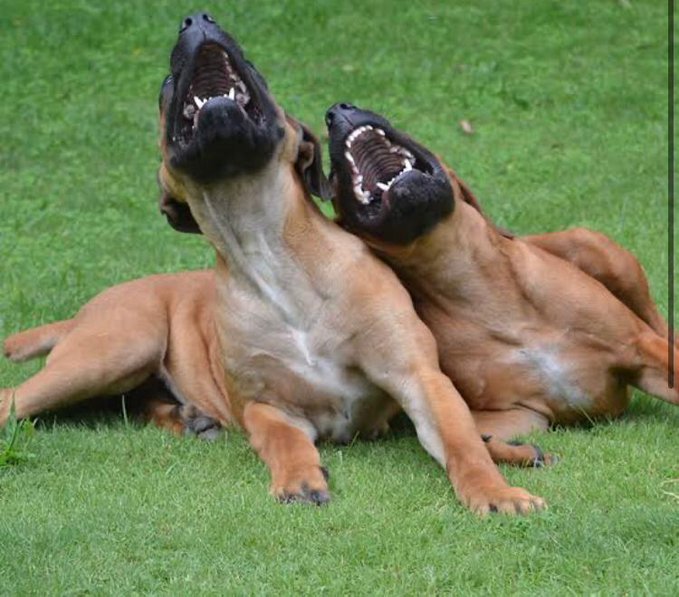 Otsetswe Mosime tweet media