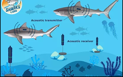 sea_saved's tweet photo. #ElectronicParasites & #ElectronicPollution Green-Washed in #ConservationCamouflage is Doing Far More Damage Than the Worthless Flawed Data Used to Make More Money Through Another #501FeedMe Donation...
Save Wildlife!...Keep Your Money! https://t.co/XP0tkeq9YD