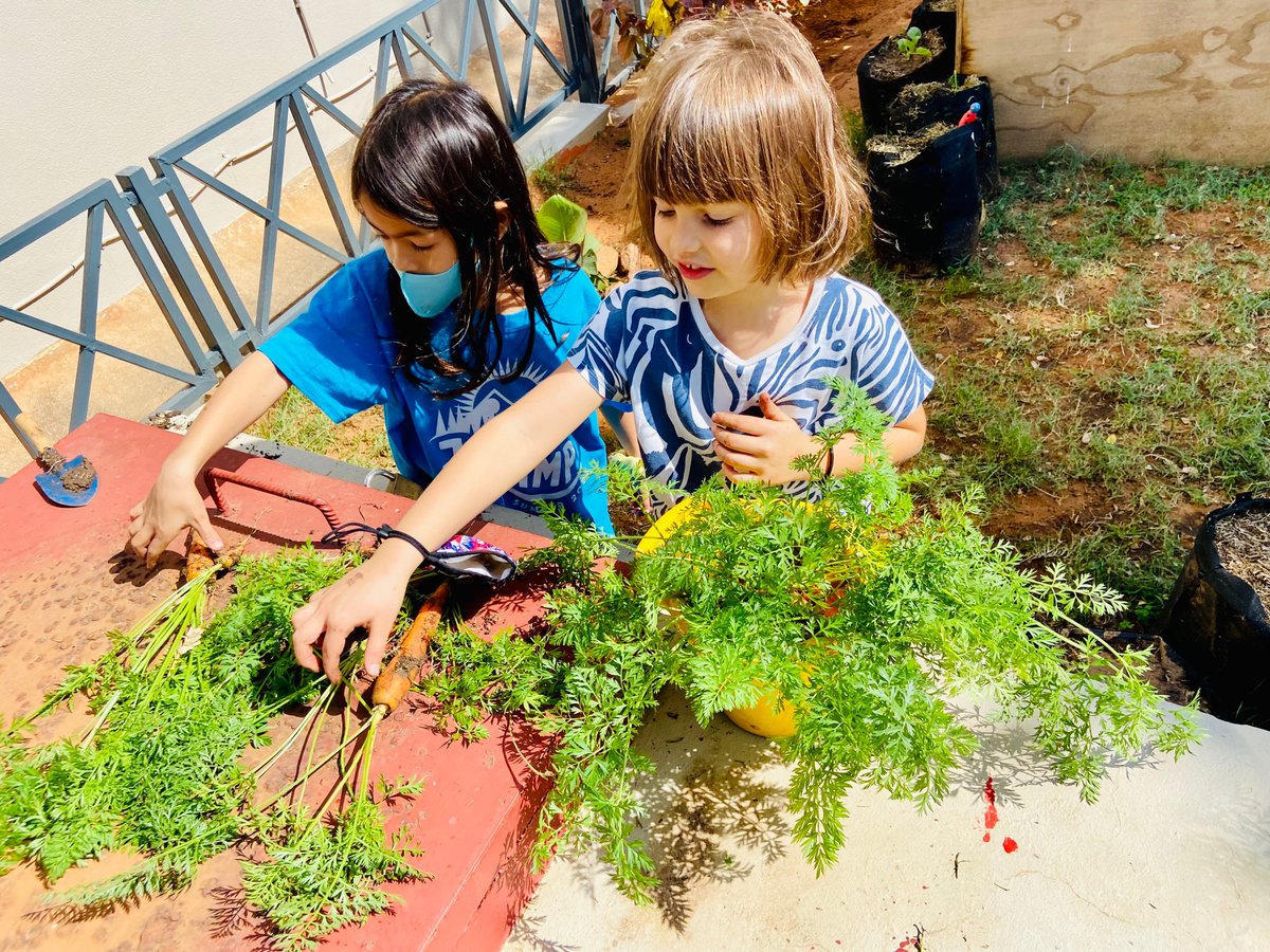 makingoodhumans's tweet photo. “Ms Taryn can you help us harvest the vegetables we planted in April?” So fun to see the joy of growing your own food. Next steps… deciding what to do with the harvest! #aismlearns #aismgrows https://t.co/G6aOxT5E1L