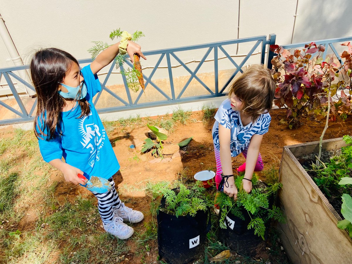 makingoodhumans's tweet photo. “Ms Taryn can you help us harvest the vegetables we planted in April?” So fun to see the joy of growing your own food. Next steps… deciding what to do with the harvest! #aismlearns #aismgrows https://t.co/G6aOxT5E1L