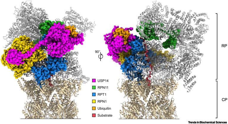 TrendsBiochem's tweet photo. Read the Spotlight from @HelenaMSchnell and John Hanna titled "DUB-le vision: snapshots of the #proteasome during substrate processing".

#ubiquitin #DUBs #Usp14 #Ubp6 #Rpn11 

https://t.co/WQEfvC6wwW https://t.co/4EMJ2ZZISz