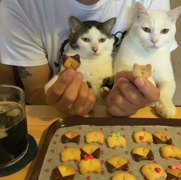 DontShowYourCat's tweet photo. unimpressed https://t.co/keafxIKr6E