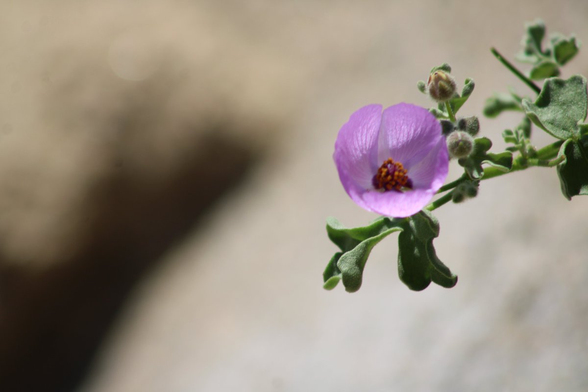 FreirinaIM's tweet photo. En la difusión y promoción del #𝐃𝐄𝐒𝐈𝐄𝐑𝐓𝐎𝐅𝐋𝐎𝐑𝐈𝐃𝐎 compartimos imágenes de hermosas flores, que ya asoman en la zona costa de #Freirina. 𝐏𝐑𝐎𝐓𝐄𝐆𝐄𝐑, 𝐂𝐔𝐈𝐃𝐀𝐑 𝐘 𝐍𝐎 𝐁𝐎𝐓𝐀𝐑 𝐁𝐀𝐒𝐔𝐑𝐀 es el principal compromiso.

#freirinadesiertovivo #freirinaflorece https://t.co/8tIwLPN68S