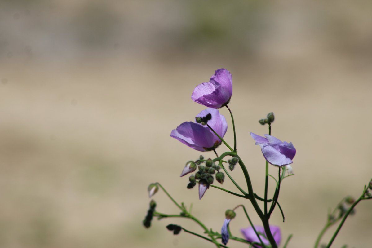 FreirinaIM's tweet photo. En la difusión y promoción del #𝐃𝐄𝐒𝐈𝐄𝐑𝐓𝐎𝐅𝐋𝐎𝐑𝐈𝐃𝐎 compartimos imágenes de hermosas flores, que ya asoman en la zona costa de #Freirina. 𝐏𝐑𝐎𝐓𝐄𝐆𝐄𝐑, 𝐂𝐔𝐈𝐃𝐀𝐑 𝐘 𝐍𝐎 𝐁𝐎𝐓𝐀𝐑 𝐁𝐀𝐒𝐔𝐑𝐀 es el principal compromiso.

#freirinadesiertovivo #freirinaflorece https://t.co/8tIwLPN68S
